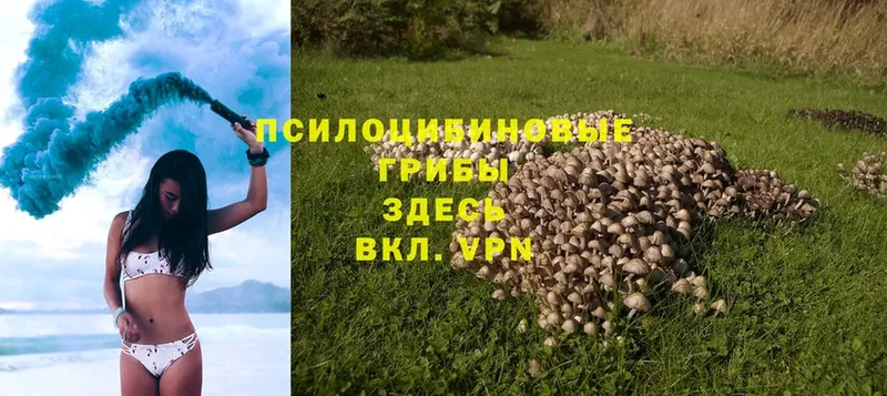 Псилоцибиновые грибы Psilocybe  Гатчина 